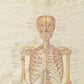 Vintage 1990's Skeleton Anatomy Souvenir T-Shirt Men's L