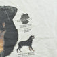 Vintage 1990s Rottweiler Dog Pet T-Shirt Men's 3XL