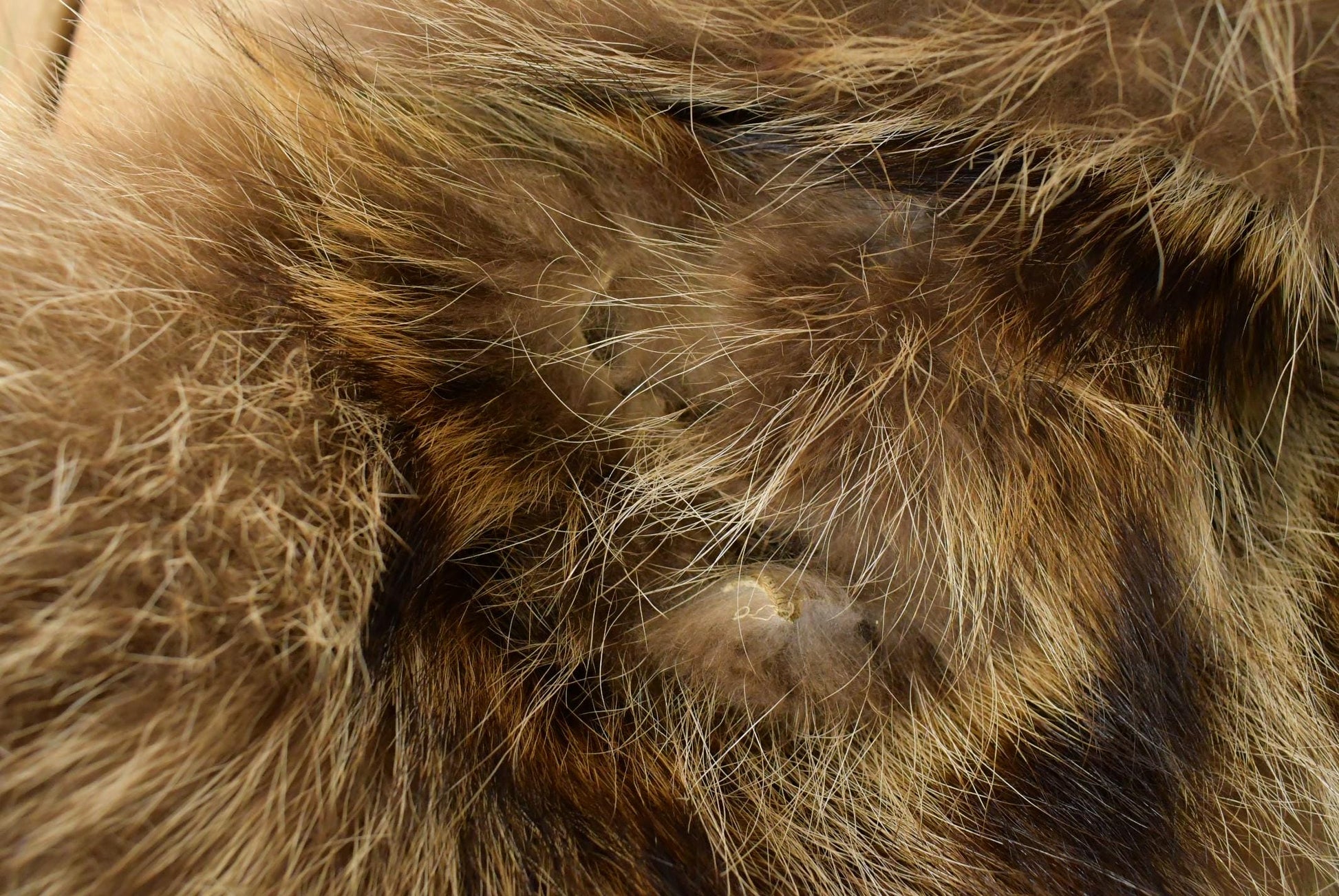Vintage 1980s Ricky & Ingo Full Length Brown Raccoon Fur Coat Adult M Men's Medium from propervintagecanada