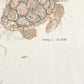 Vintage 1985 The Waterhouse Inc Sea Turtles FAB Souvenir Travel T-Shirt Men's M from propervintagecanada