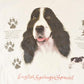 Vintage 1990s Cute Cocker Spaniel Dog Souvenir Travel T-Shirt Men's XL / Destination Shirt / 90s Single Stitch Graphic Tee / Made in USA from propervintagecanada